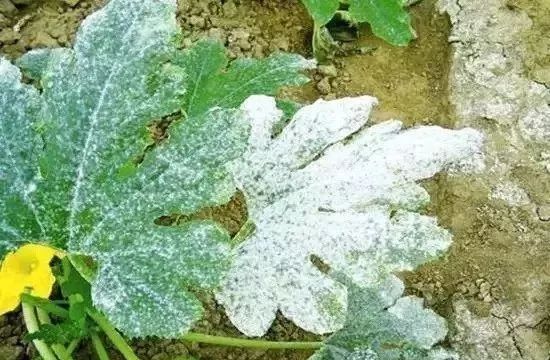 白化病的种类及图片,白化病常识图片大全