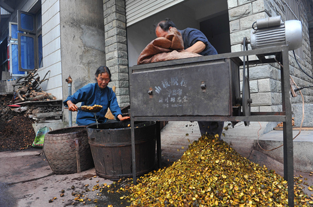 临安山野小核桃,临安高山山核桃