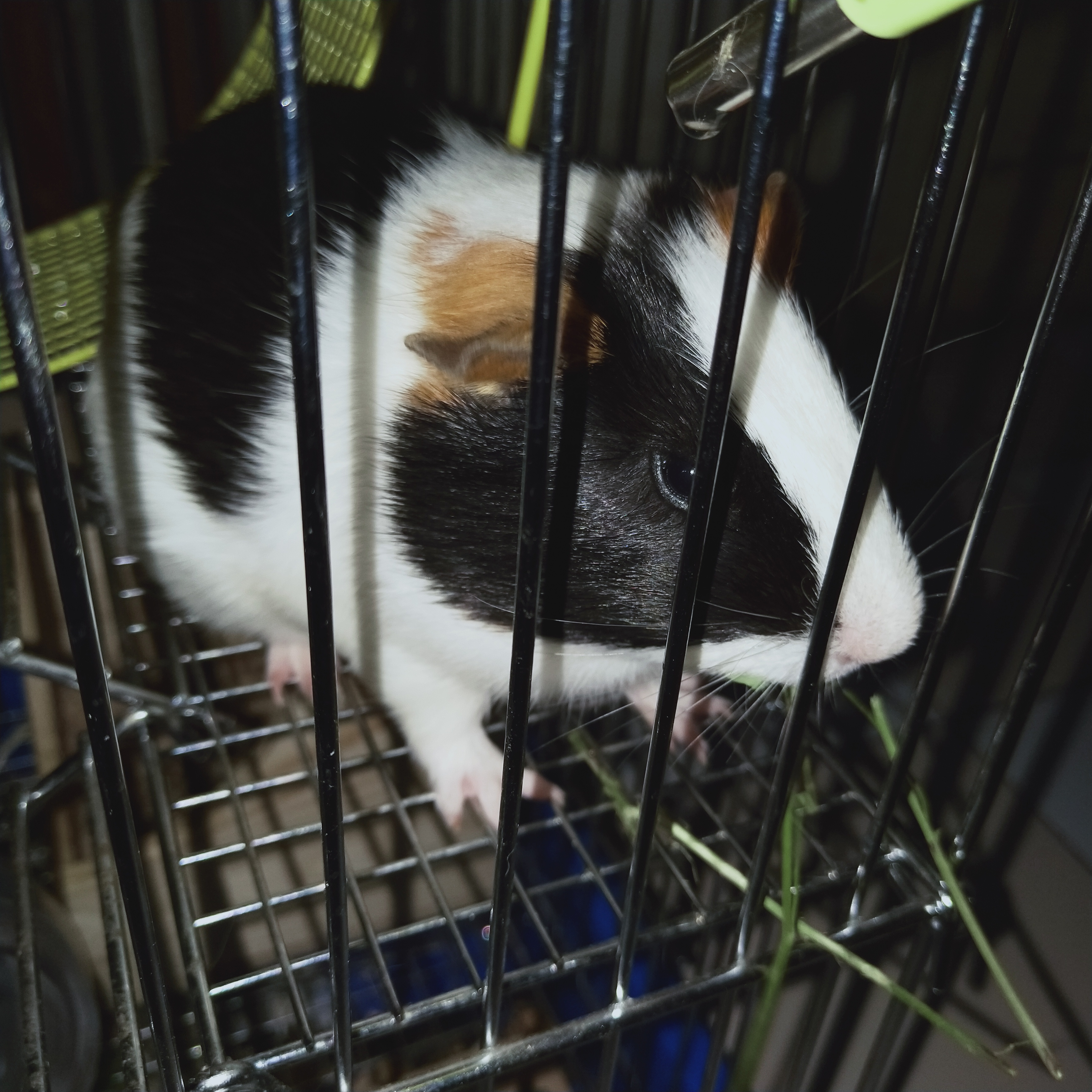 荷兰鼠和荷兰猪的区别图片,荷兰鼠和荷兰猪的区别