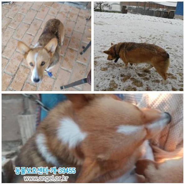 扑杀柯基犬后续,柯基犬被宰杀