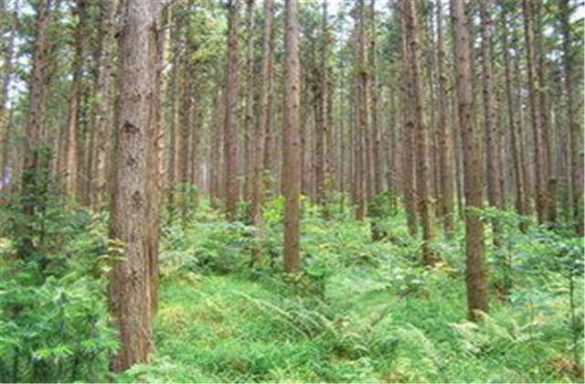 杉木栽植技术要点有哪些,杉木种植方法与技术