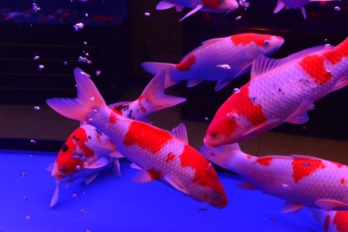 家里摆放什么招财比较灵验,家里风水摆放哪些东西招财聚财