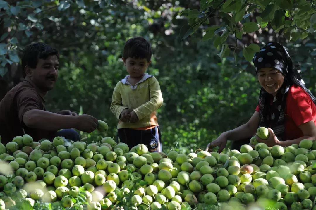 北疆的美完整版,北疆的景最美