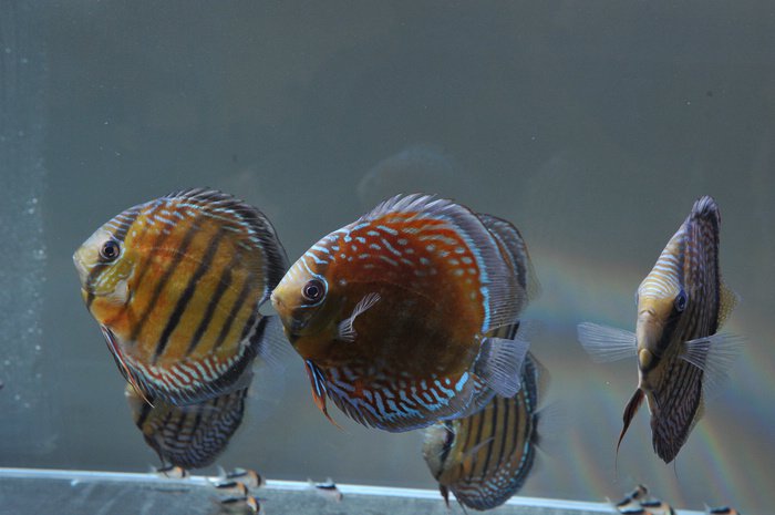 七彩神仙爱好者,野生七彩神仙开口