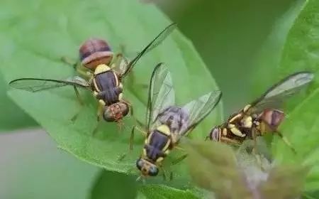 柑橘12月有什么病害虫害,柑橘全年病害虫害最新防治方法