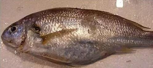 史上最全面的海鲜大咖,史上最全海鲜视频