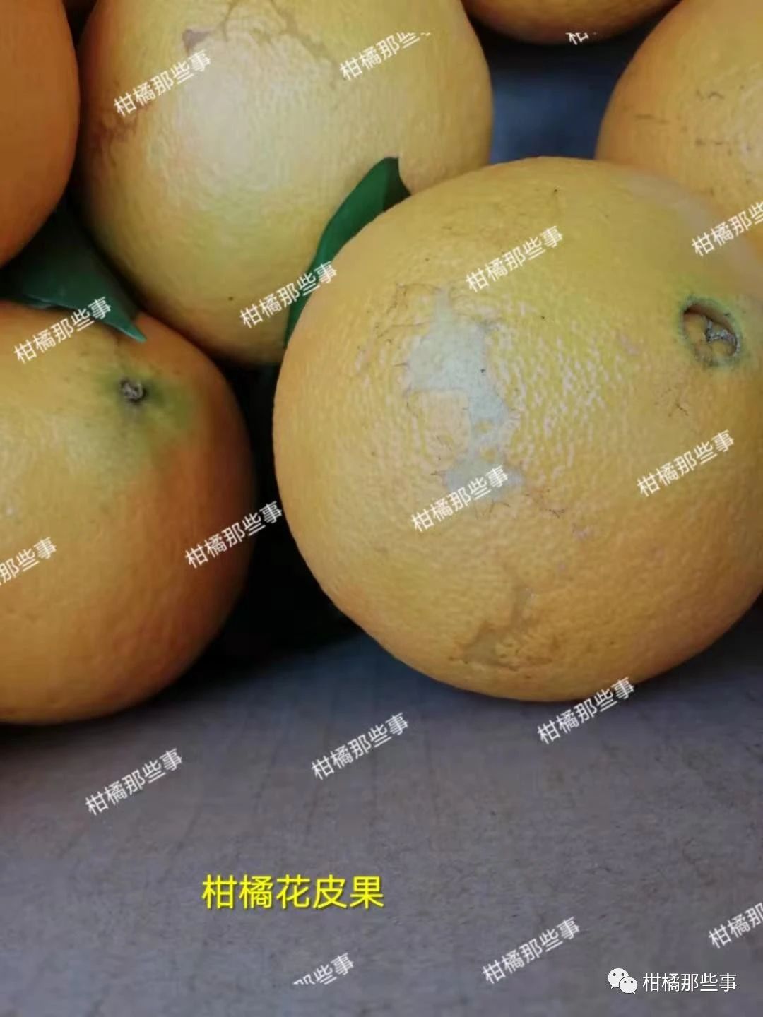 安徽柑橘保花保果的措施有哪些,丰收期柑橘促梢和保果必看