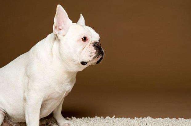 养斗牛犬怎么样,蓝色法国斗牛犬优缺点