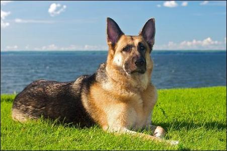 东德牧羊犬拉血是怎么回事,牧羊犬为什么会拉血呢