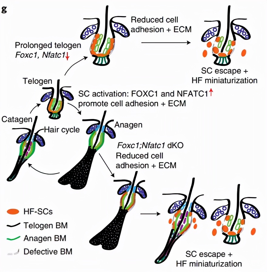 秃头是因为毛囊坏死吗,毛囊干细胞治疗秃头