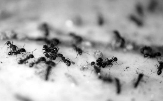 吸蛇毒中毒,吸蛇毒血片段