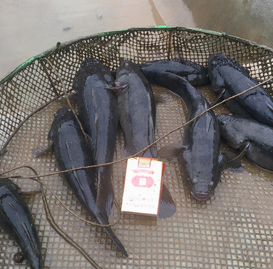 笋壳鱼为什么说是傻鱼,笋壳鱼是外来物种吗