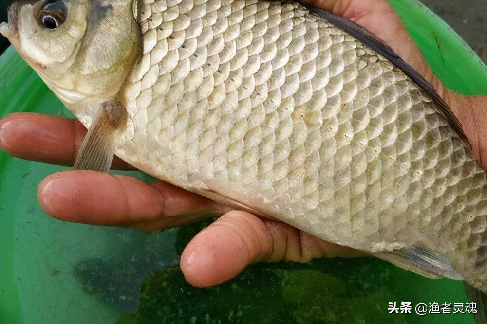 野钓鲤鱼小药绝密配方大全,钓鱼技巧钓鲤鱼用什么小药