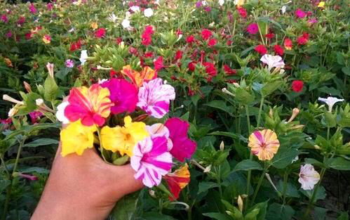 家里好养的花种子有哪些,哪种花种子最容易种活还好养