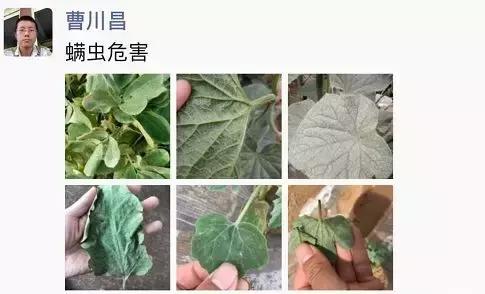 螨类害虫什么时候发生,螨类害虫有哪些特征