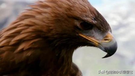 “终极杀手”草原猎鹰,击杀只在一瞬间