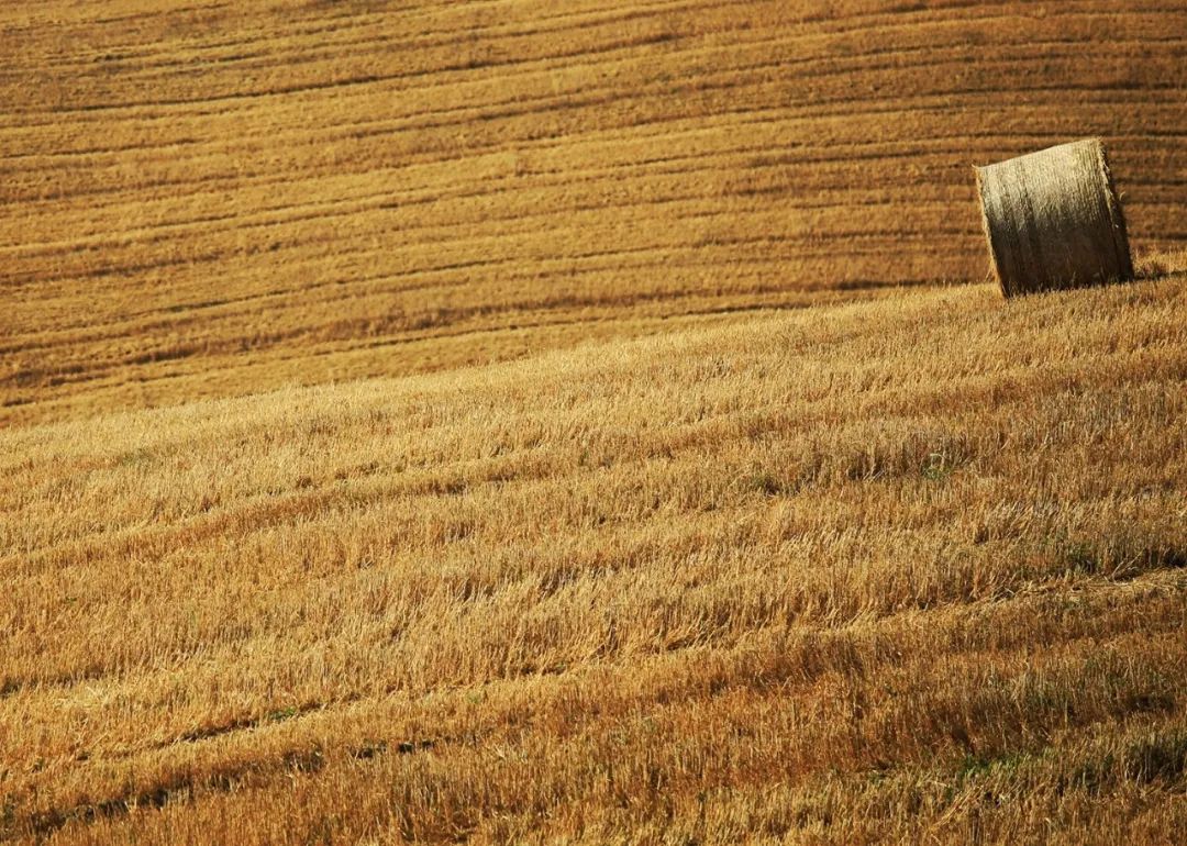 意大利最好的葡萄酒小镇,意大利马纳罗拉小镇盛产葡萄酒