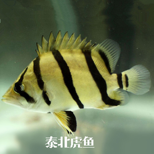 虎鱼：除了印尼虎和泰虎，还有哪些常见虎鱼品种值得饲养