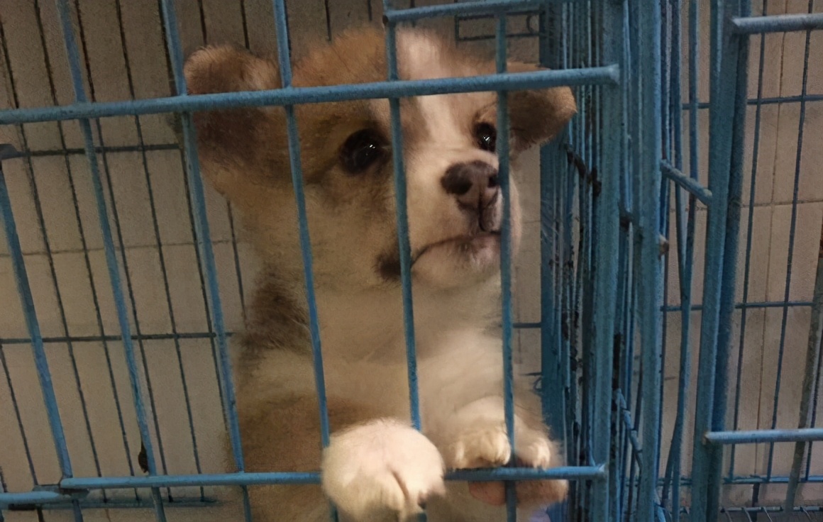 柯基犬的七个弱点最好不要吓唬它,柯基犬最讨厌的7件事