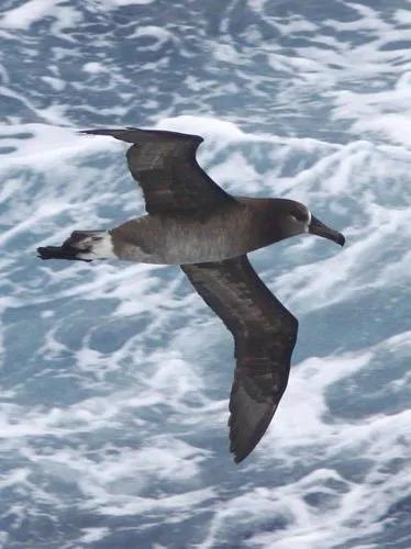 国家一级保护动物图片大全大图,国家一级保护动物一共有多少种