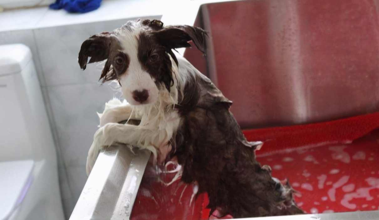 饲养边牧犬不能犯这几个错误,饲养边牧的“5大禁忌”