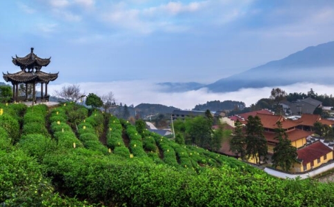 景宁惠明茶,景宁惠明的茶叶