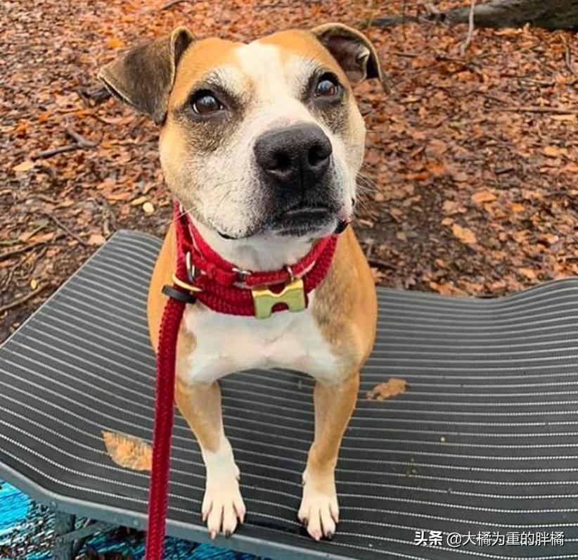 比特犬收容所关卡,比特犬被主人遗弃的后续