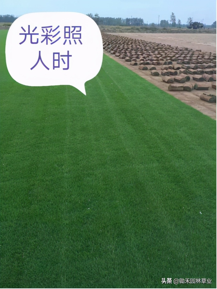 果岭草草坪介绍,果岭草的由来