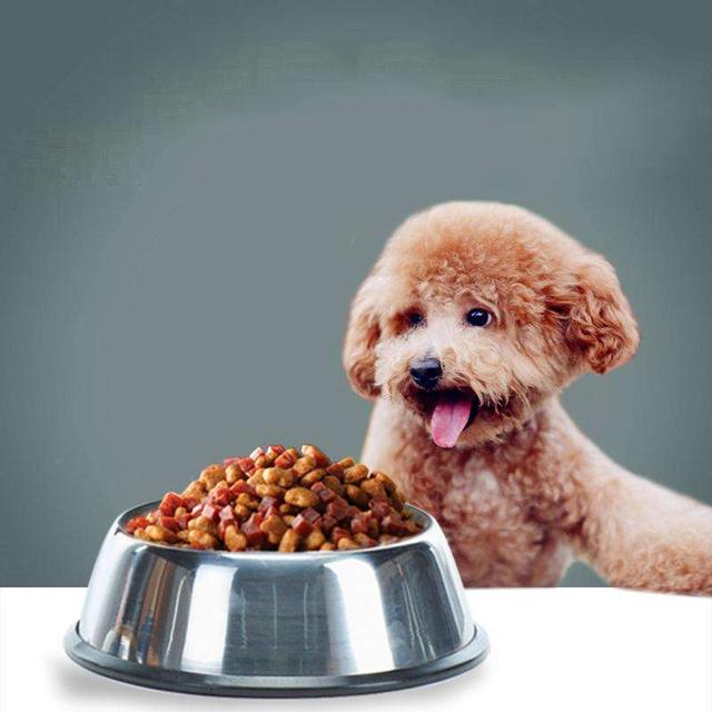 迷你贵宾犬寿命一般多少年,贵宾犬的寿命有多长呢视频