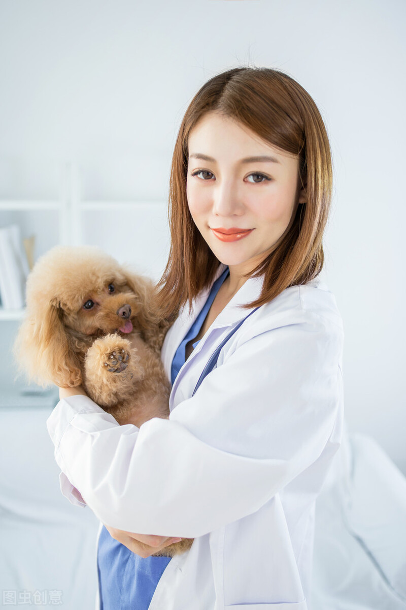 狗狗细小病毒只是呕吐小便黄,狗狗呕吐是不是细小病毒症状