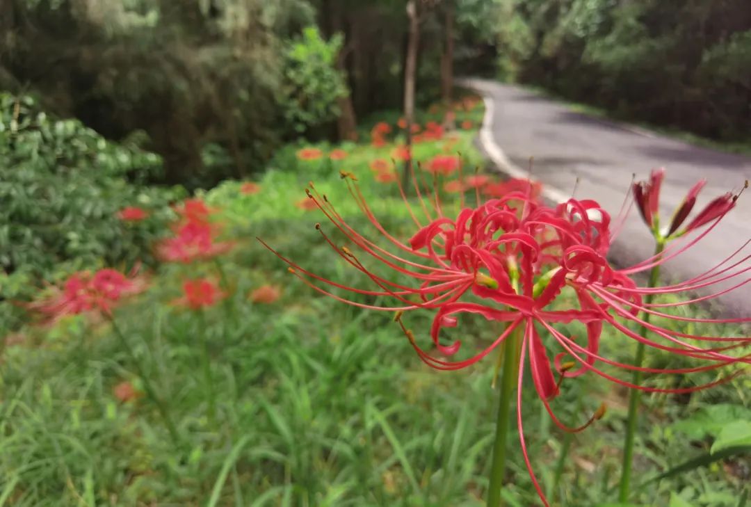 登上富乐山山顶看绵阳美景,登高赏菊富乐山