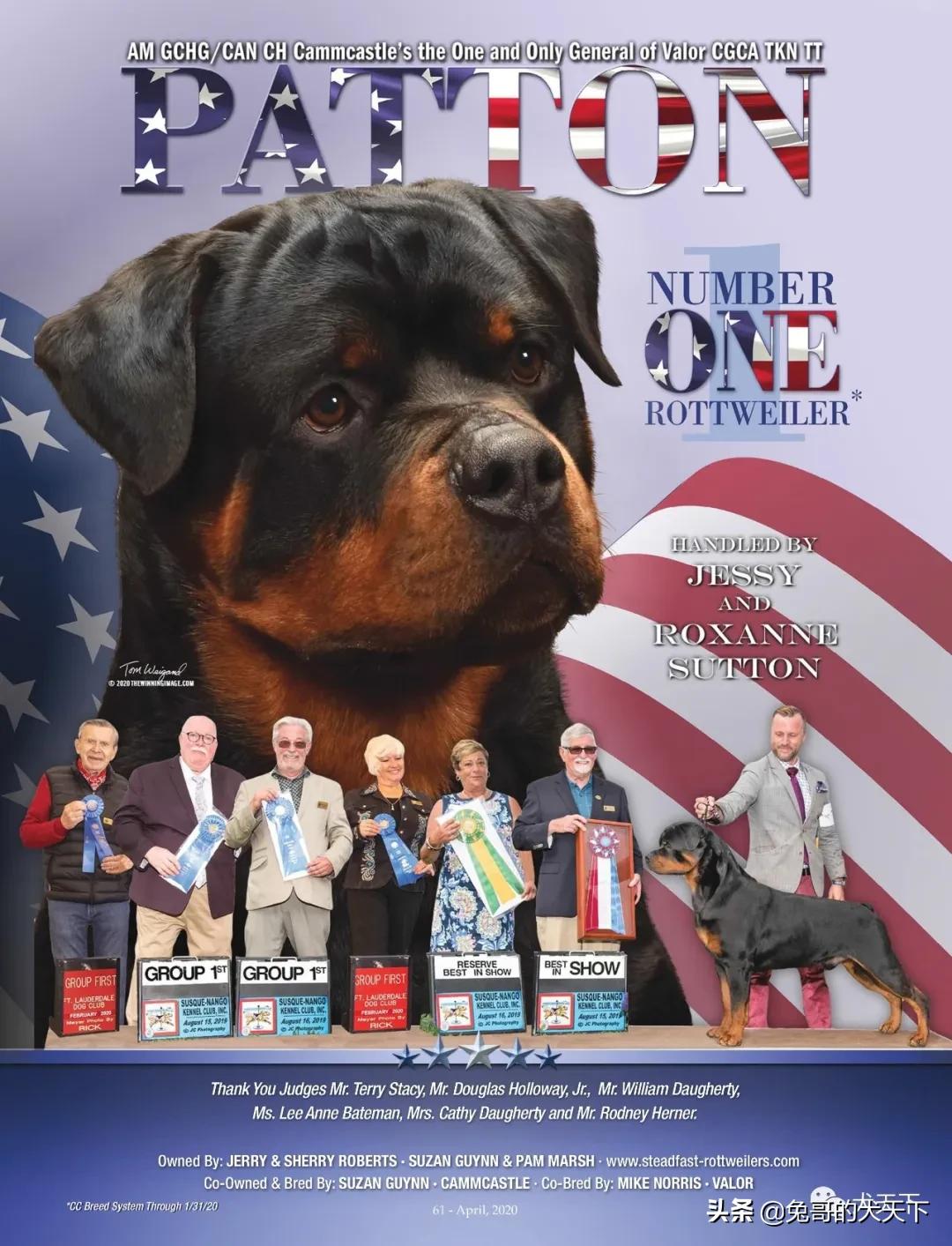 akc柴犬,2022年美国akc犬展冠军