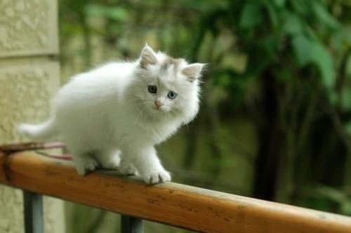 拽猫尾巴会死吗,猫为什么不能抓猫尾巴