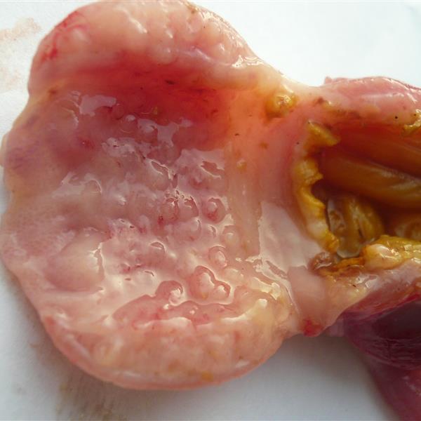 鸡得了腺胃炎怎么治疗,鸡腺肌胃炎发生原因及防治措施