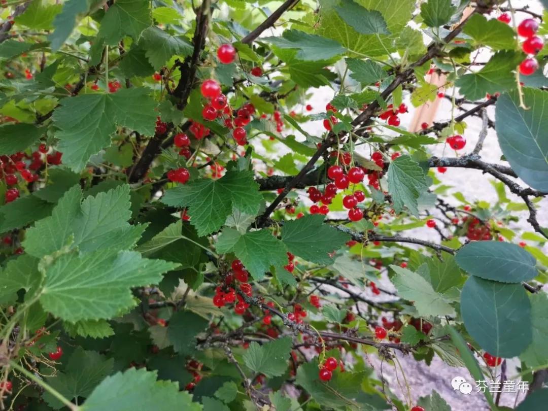 芬兰幼儿园实习——准备篇（提前做哪些准备）