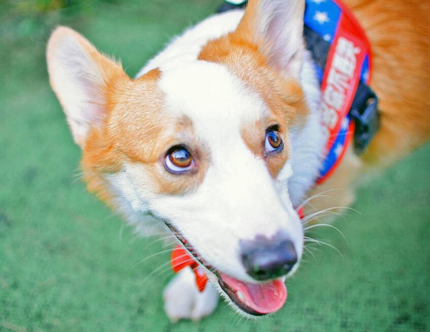 柯基犬体味跟拉布拉多比谁的重,柯基犬体味和掉毛严重吗