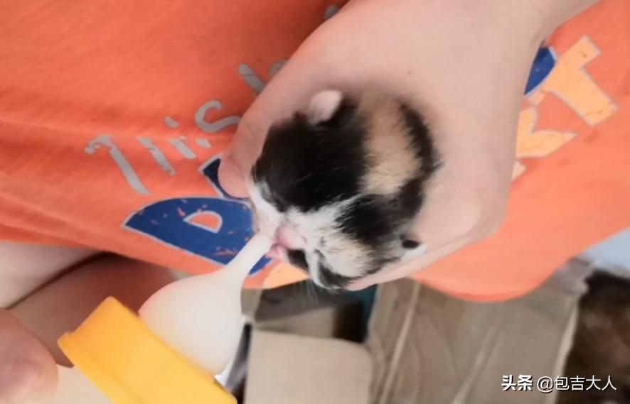 过来人告诉几种方式养猫省钱省心,养猫经验分享系列