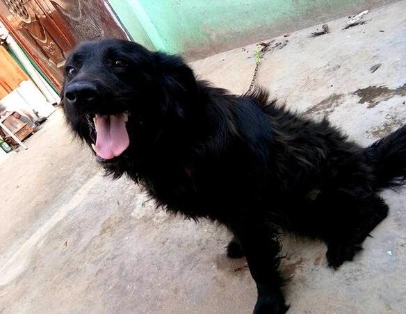 买狗千万别说这4句话,买狗选胆小的还是胆大的