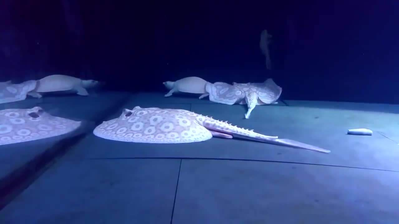 观赏鱼的种类有哪几种 (观赏鱼的种类都有哪些)