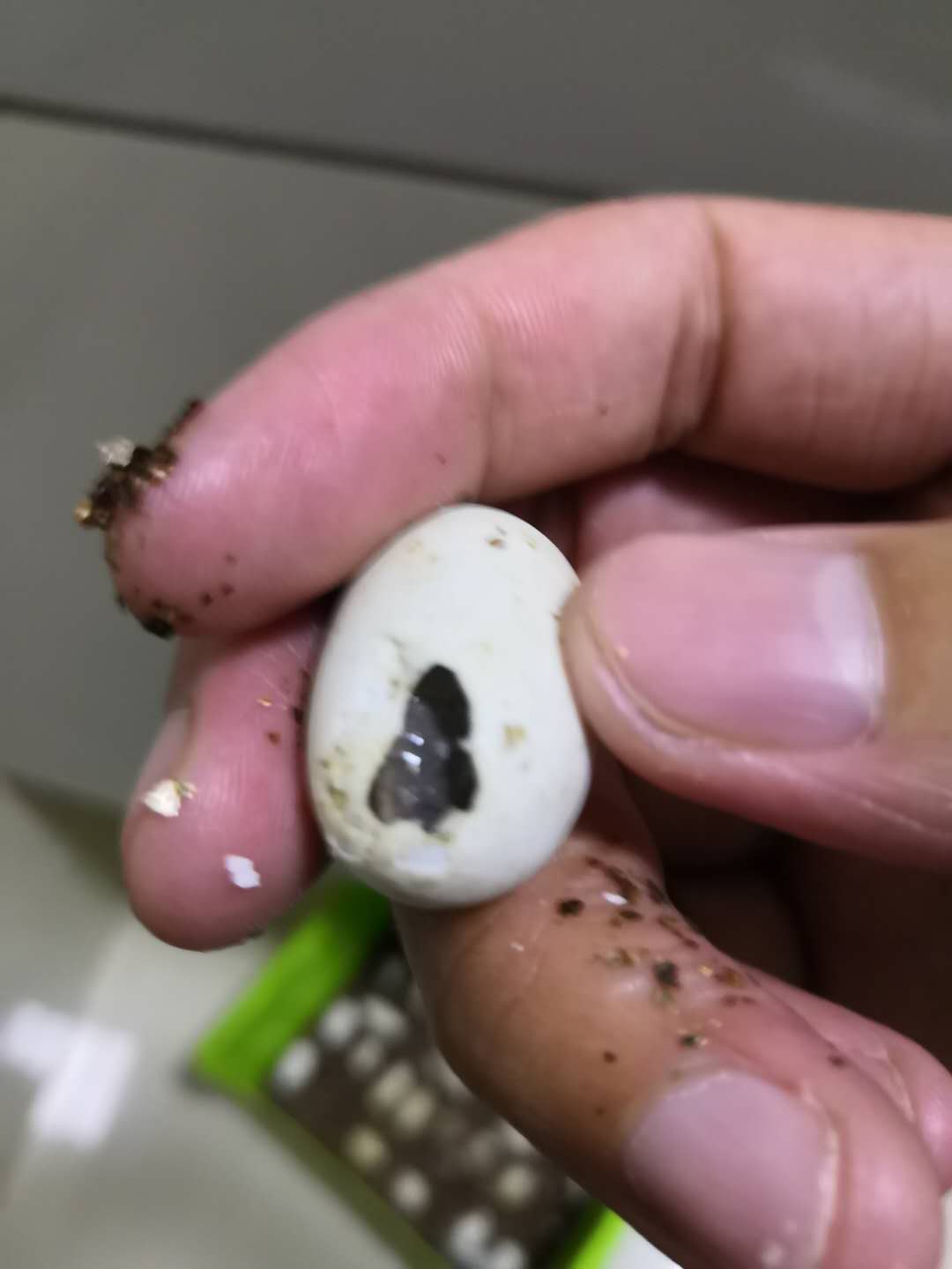 乌龟蛋破壳而出的时候,乌龟蛋在沙里没有挖出来