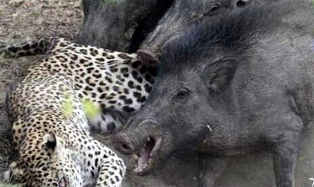 华北豹受伤后死亡警方征集线索,山西发现一只华北豹