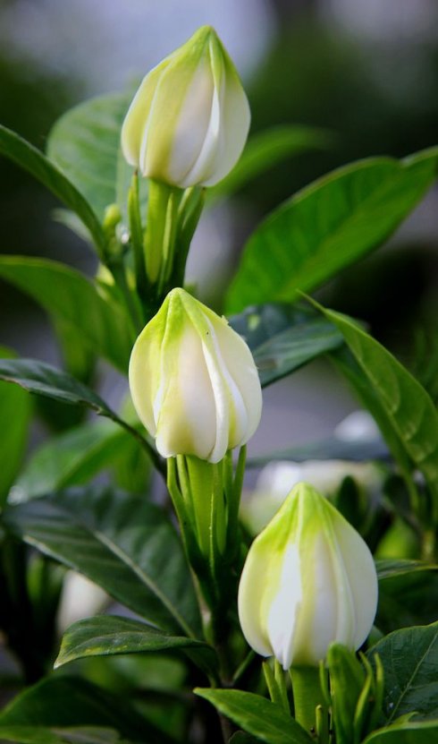 栀子花开的路口小说,栀子花开的路上