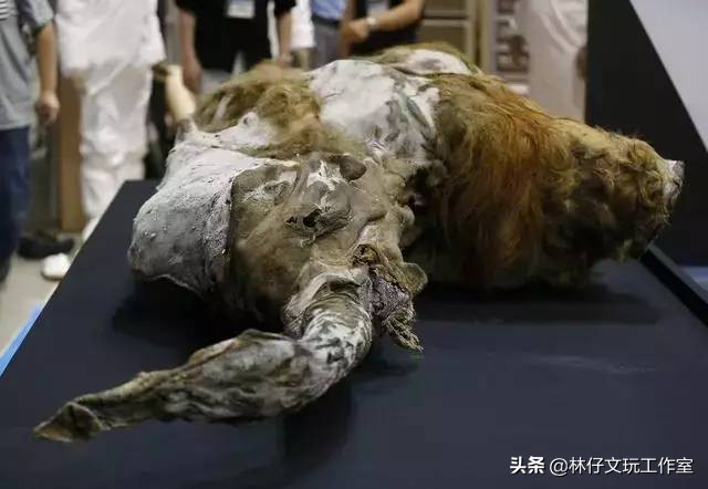 猛犸象牙详细介绍,猛犸化石收藏价值一览表