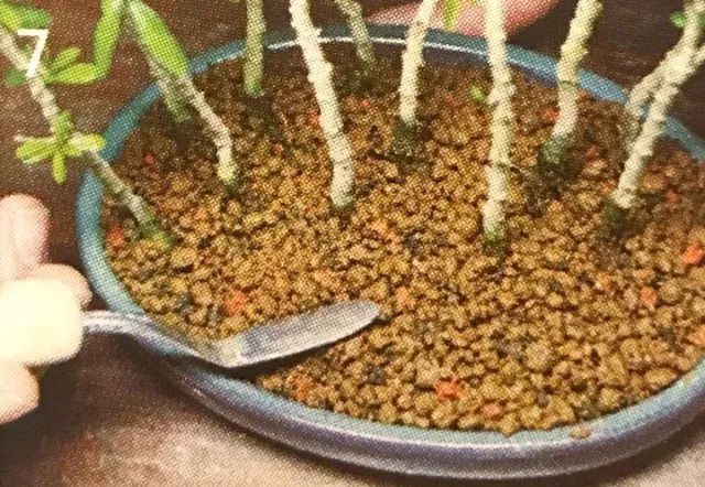 看石榴盆景的造型和制作技术,石榴盆景速成方法图片