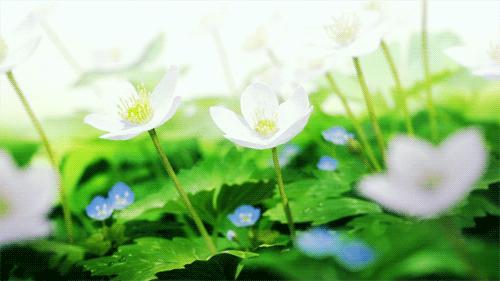 一念花开一念花落一切皆由汝心定,一念花开一念花落不做情绪的奴隶