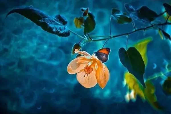 绝美花朵摄影佳作,波兰花朵摄影作品欣赏