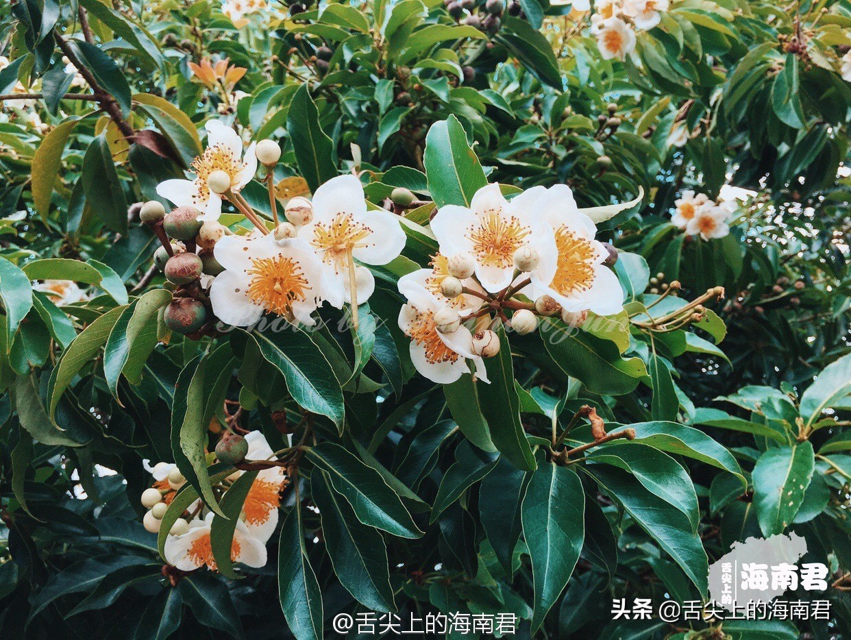 海南去了一次不想去第二次,海南琼海可以旅游的地方推荐