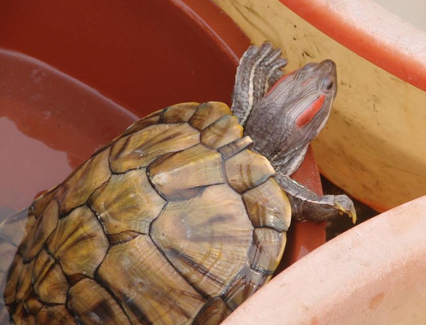 养乌龟的方法和注意事项,乌龟好养吗怎样正确的饲养乌龟