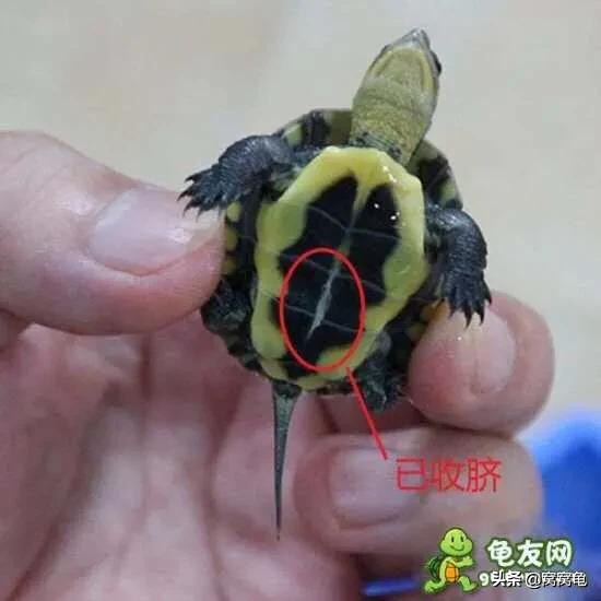 龟苗刚出壳一直睡觉,欧洲泽龟苗出壳时间