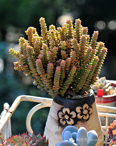 适合云南养的多肉,云南露养最好养活的多肉